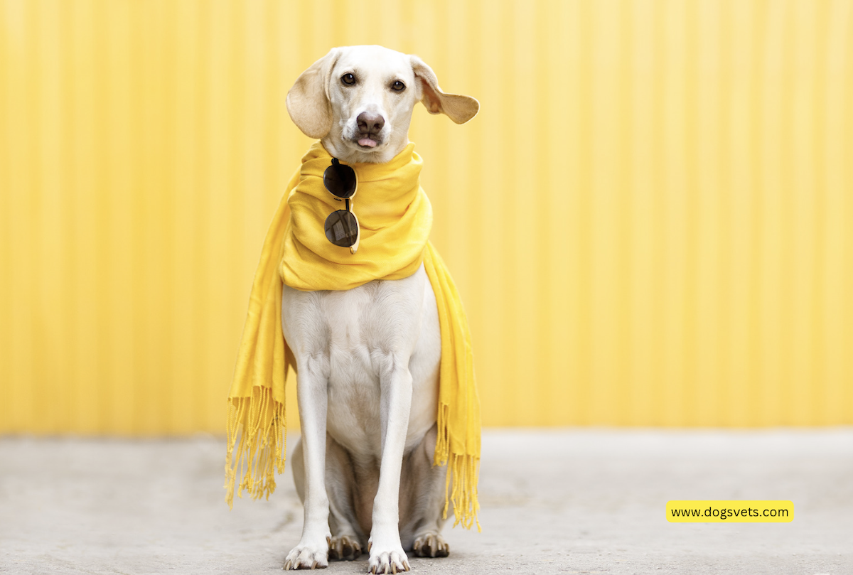 7. Elevated Style for Dog Devotees: Unveiling the Best Dog Lovers Apparel